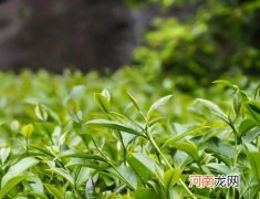 带你认识岩茶中的黄观音茶 黄观音属于什么茶