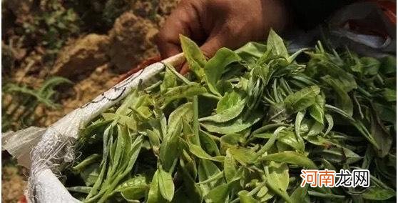 章家三队的茶素有小班章之称 台地茶之王的普洱茶