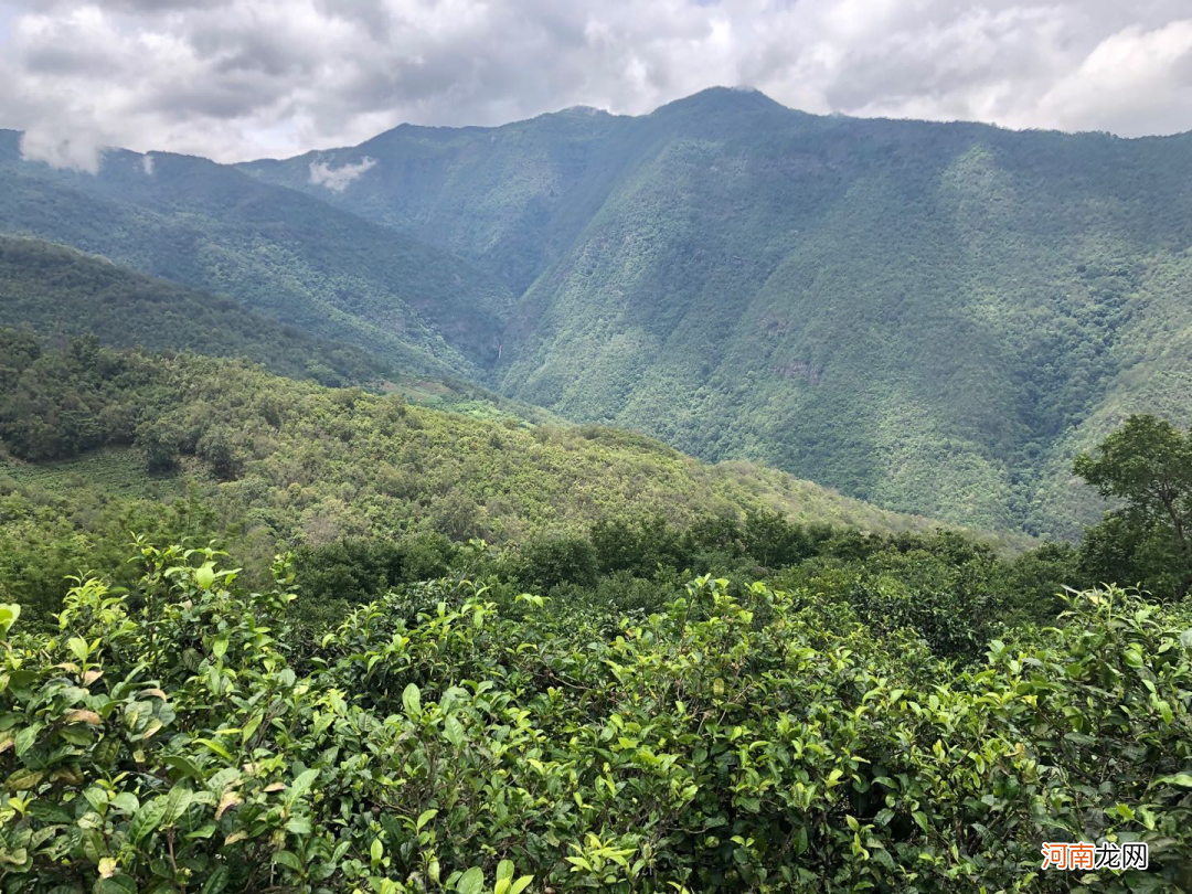 临沧野生古树红茶 野生红茶的作用与用途