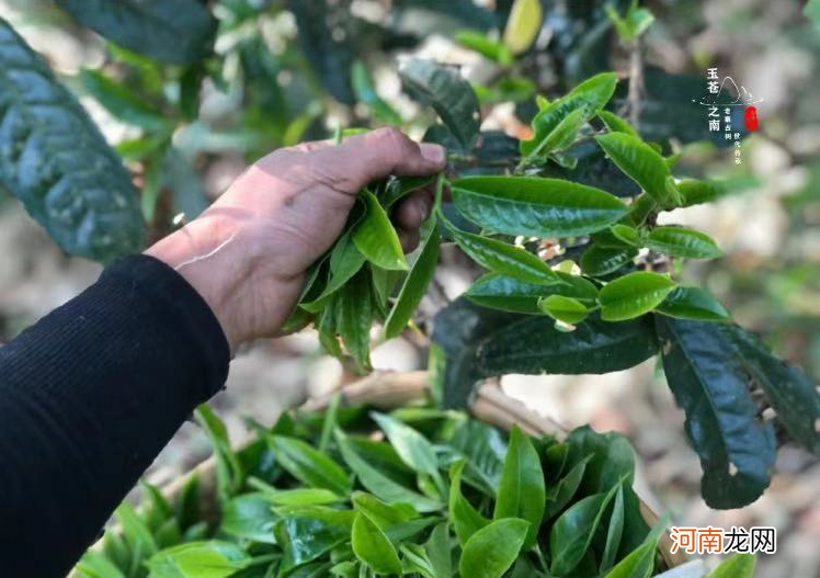 临沧野生古树红茶 野生红茶的作用与用途