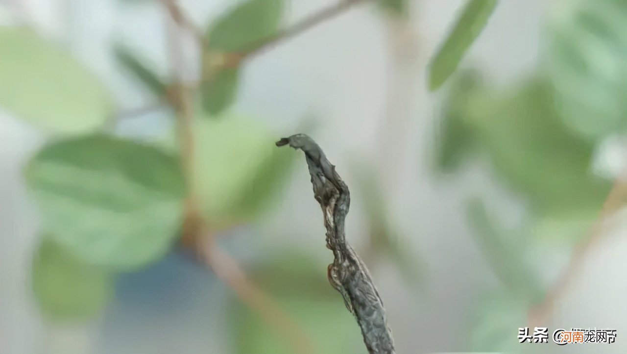 十大云南古树茶 云南茶特色介绍及图片