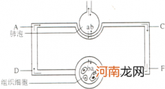 血液与肺泡交换的知识点