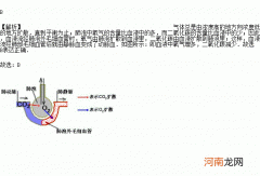 胚泡与血液的气体交换