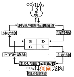 胚泡与血液的气体交换