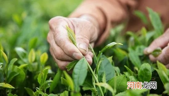 政和工夫红茶生产历史及品质特征