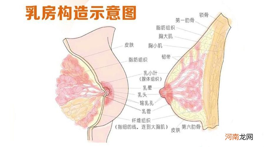 乳腺保养的重要性