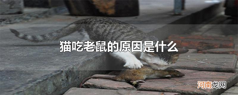 猫吃老鼠的原因是什么