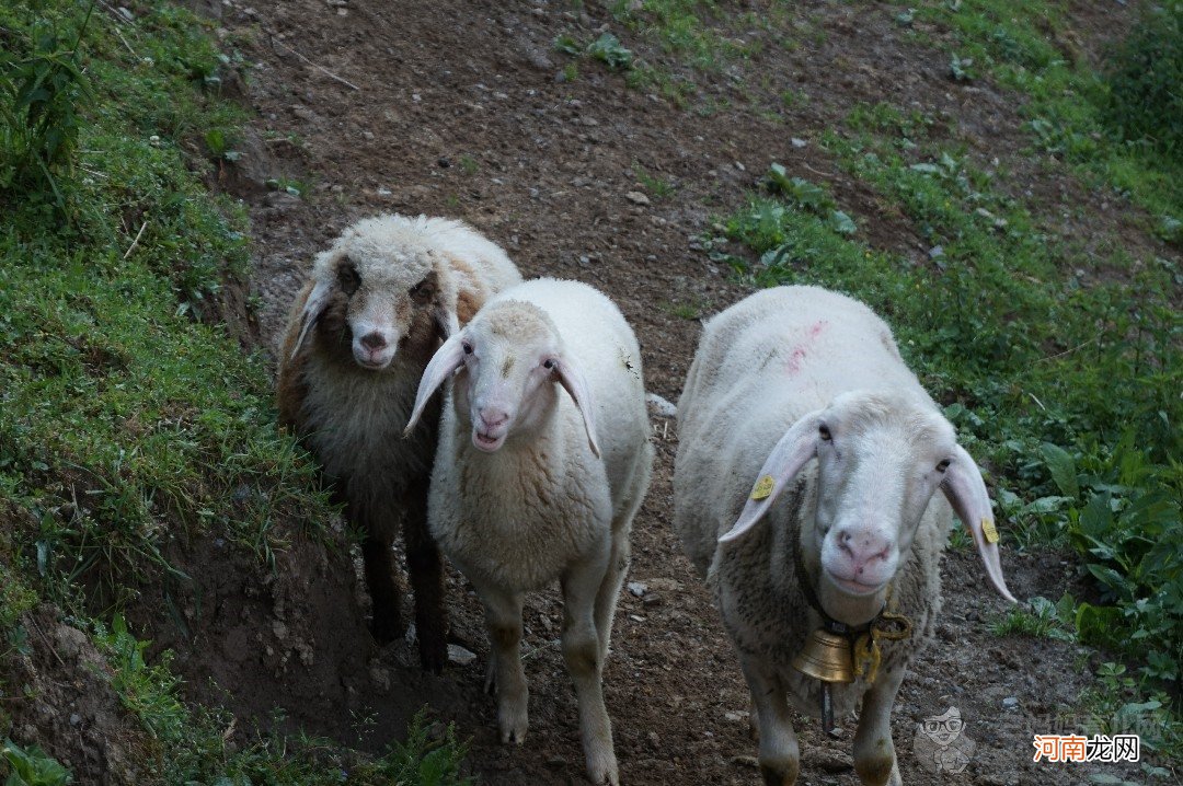 简述初乳的成分