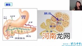 简述唾液的生理作用