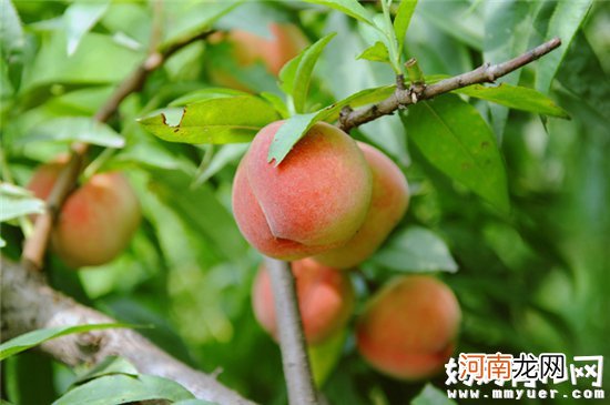 孕妇吃桃子孩子体毛多是真的吗 孕妇究竟能不能吃桃子