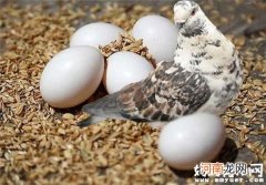 孕妇吃鸽子蛋可预防小儿麻痹症 孕妇吃鸽子蛋好处盘点