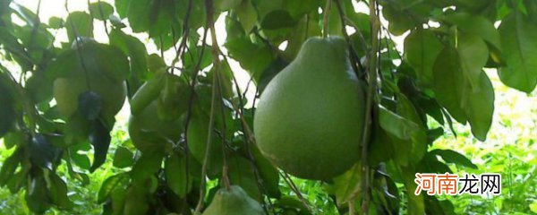 柚子树的种植技术有哪些 柚子树的种植技巧