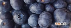 减肥能吃蓝莓吗 减肥期间可以吃蓝莓吗?