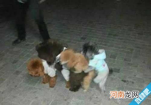 为什么泰迪要操万物?为什么公泰迪母泰迪都喜欢日?泰迪日万物表情