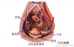 孕检要做哪些盆腔检查