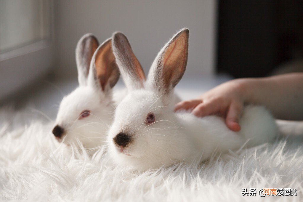 兔子的26种肢体语言 宠物兔子的肢体语言