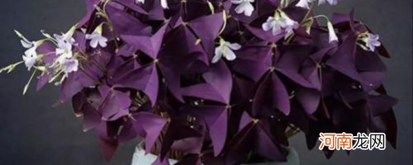 紫竹梅冬天怎样修剪 紫竹梅冬天如何修剪