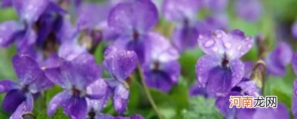 紫罗兰怎么繁殖 紫罗兰如何繁殖