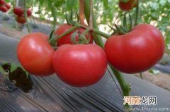 孕妈吃西红柿能减少黄褐斑