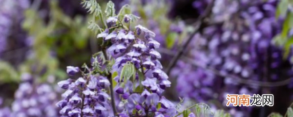 有关紫藤花的花语 紫藤的花语是什么意思