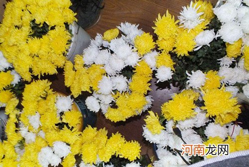 清明扫墓为什么要用菊花？ 清明扫墓的菊花一般要多少支？