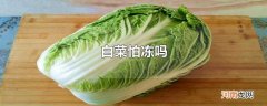 白菜怕冻吗