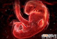 怀孕五个月胎儿发育早知道 揭秘五个月胎儿有多大