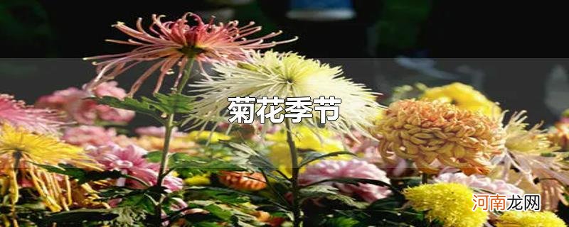 菊花季节