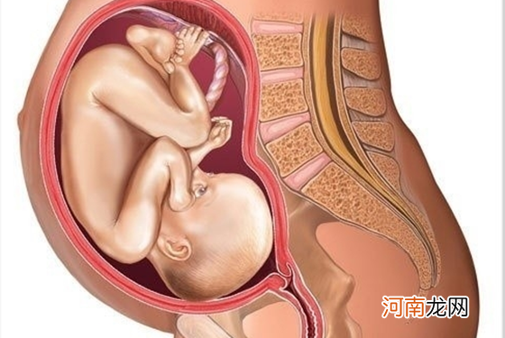 怀孕1一9月胎位变化图 纯高清组图把我都看呆了