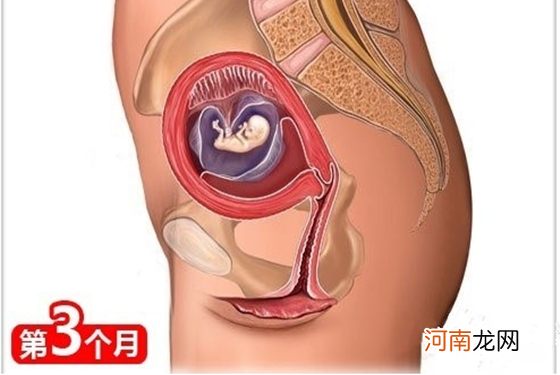 怀孕1一9月胎位变化图 纯高清组图把我都看呆了