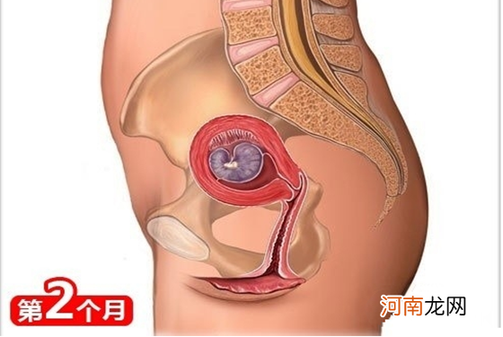 怀孕1一9月胎位变化图 纯高清组图把我都看呆了