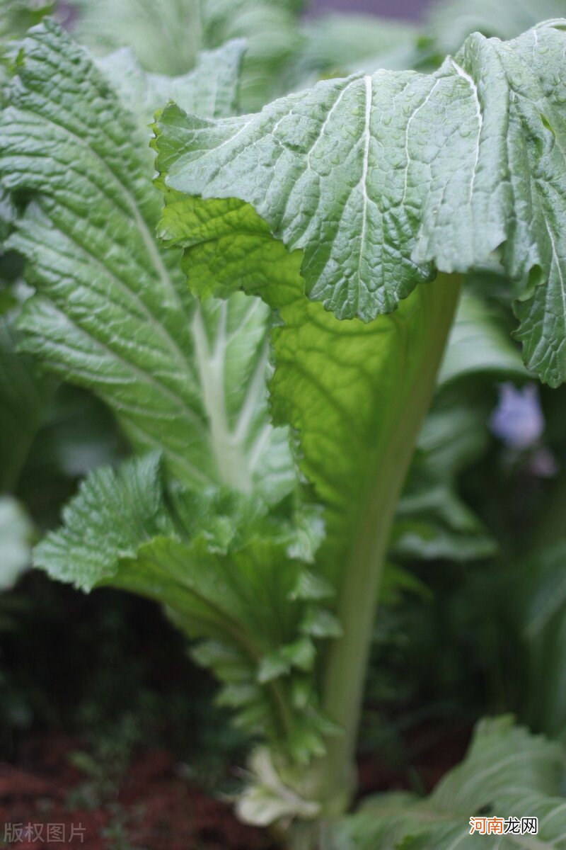 芥菜这3种家常做法很接地气 芥菜的做法