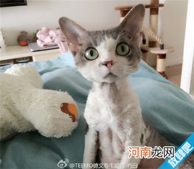 德文卷毛猫多少钱？德文卷毛猫的价格及选购方法介绍！