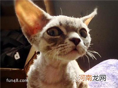 德文卷毛猫多少钱？德文卷毛猫的价格及选购方法介绍！