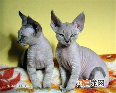 德文卷毛猫多少钱？德文卷毛猫的价格及选购方法介绍！