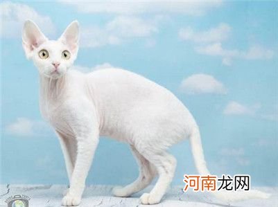 德文卷毛猫多少钱？德文卷毛猫的价格及选购方法介绍！