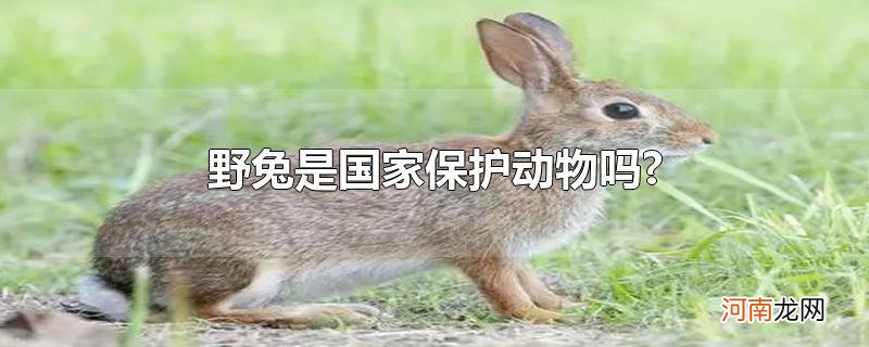 野兔是国家保护动物吗?