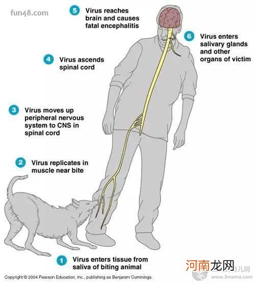 被狗狗舔会得狂犬病吗？狂犬病的早期症状是什么？