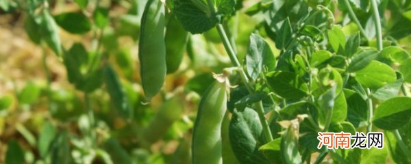 豌豆种植方法是什么 豌豆种植技术和种植时间