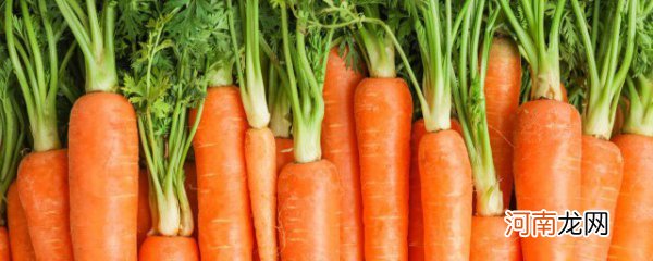 胡萝卜的种植方法是什么 胡萝卜的种植方法介绍