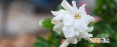 茉莉花与栀子花的区别方法 如何辨别茉莉花和栀子花