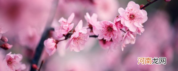 梅花树怎么种植 梅花树的种植方法