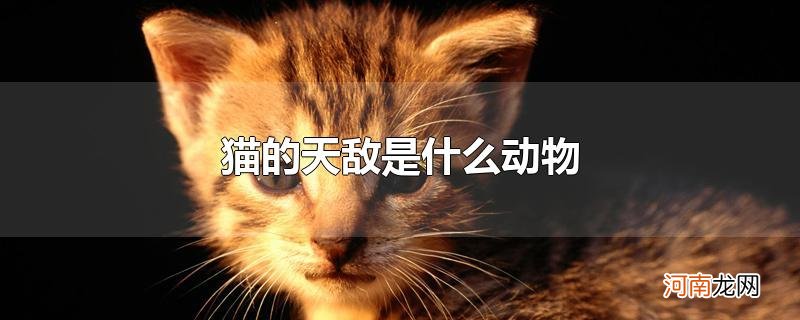 猫的天敌是什么动物