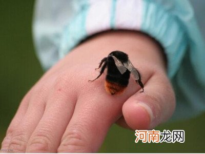 被蜜蜂蛰了怎么消肿 6个方法快速消肿（被蜜蜂蛰了怎么快速消