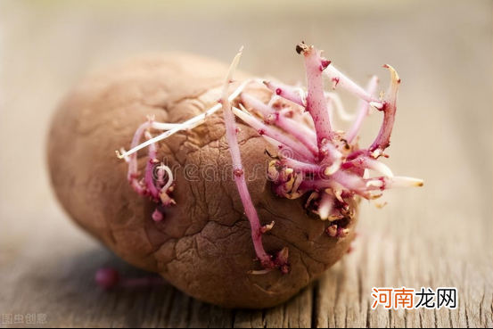 保存土豆这么简单 土豆怎么保存？