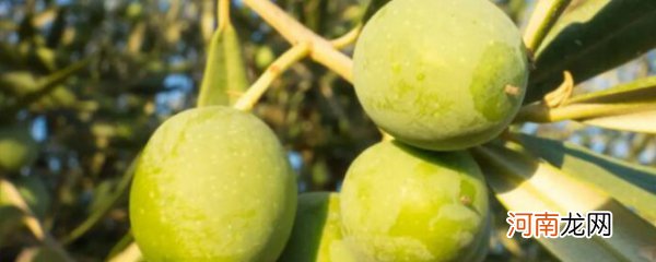 橄榄树如何种植能高产 橄榄树的种植方法