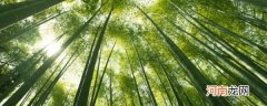 竹子的特点是什么 竹子有什么特点