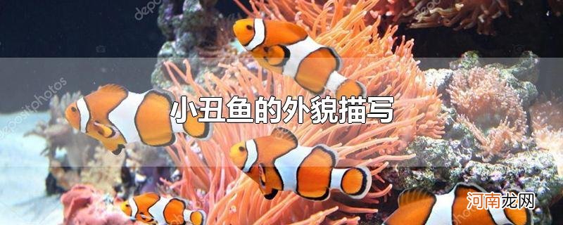 小丑鱼的外貌描写