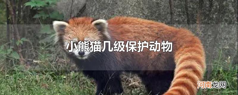 小熊猫几级保护动物