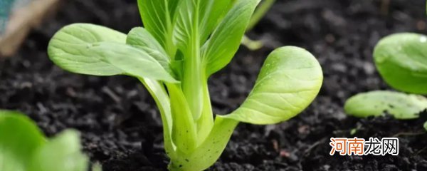 寒露种植什么蔬菜 寒露种植哪些蔬菜